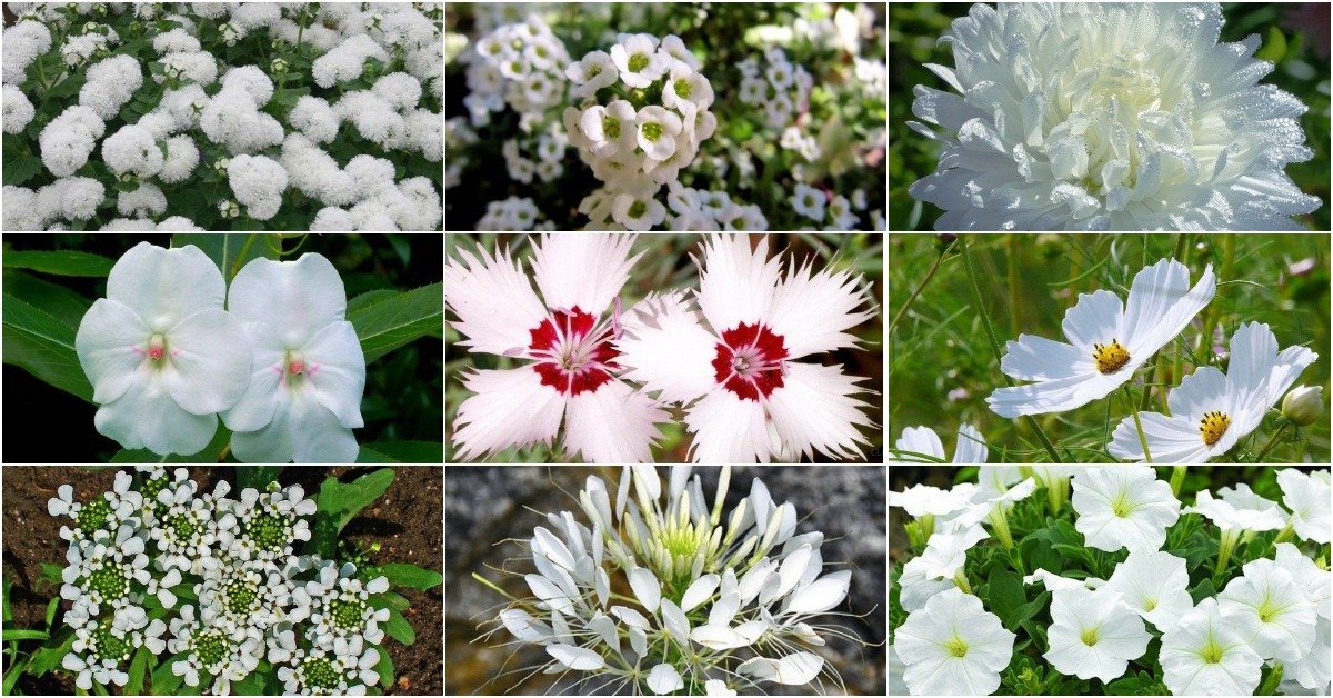 Белые цветочки многолетники название и фото