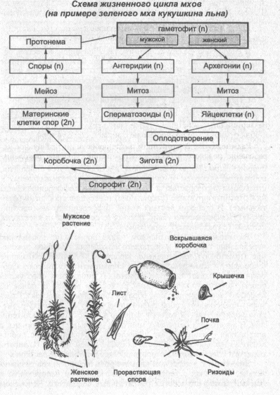 Рассмотрите схему жизненного цикла мха установите соответствие между характеристиками и стадиями